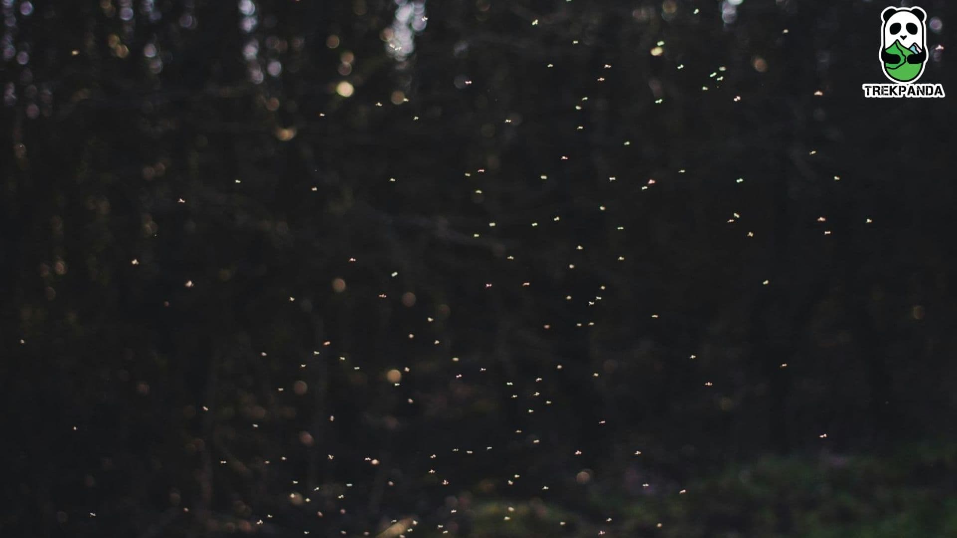 Bhandardara Fireflies Camping