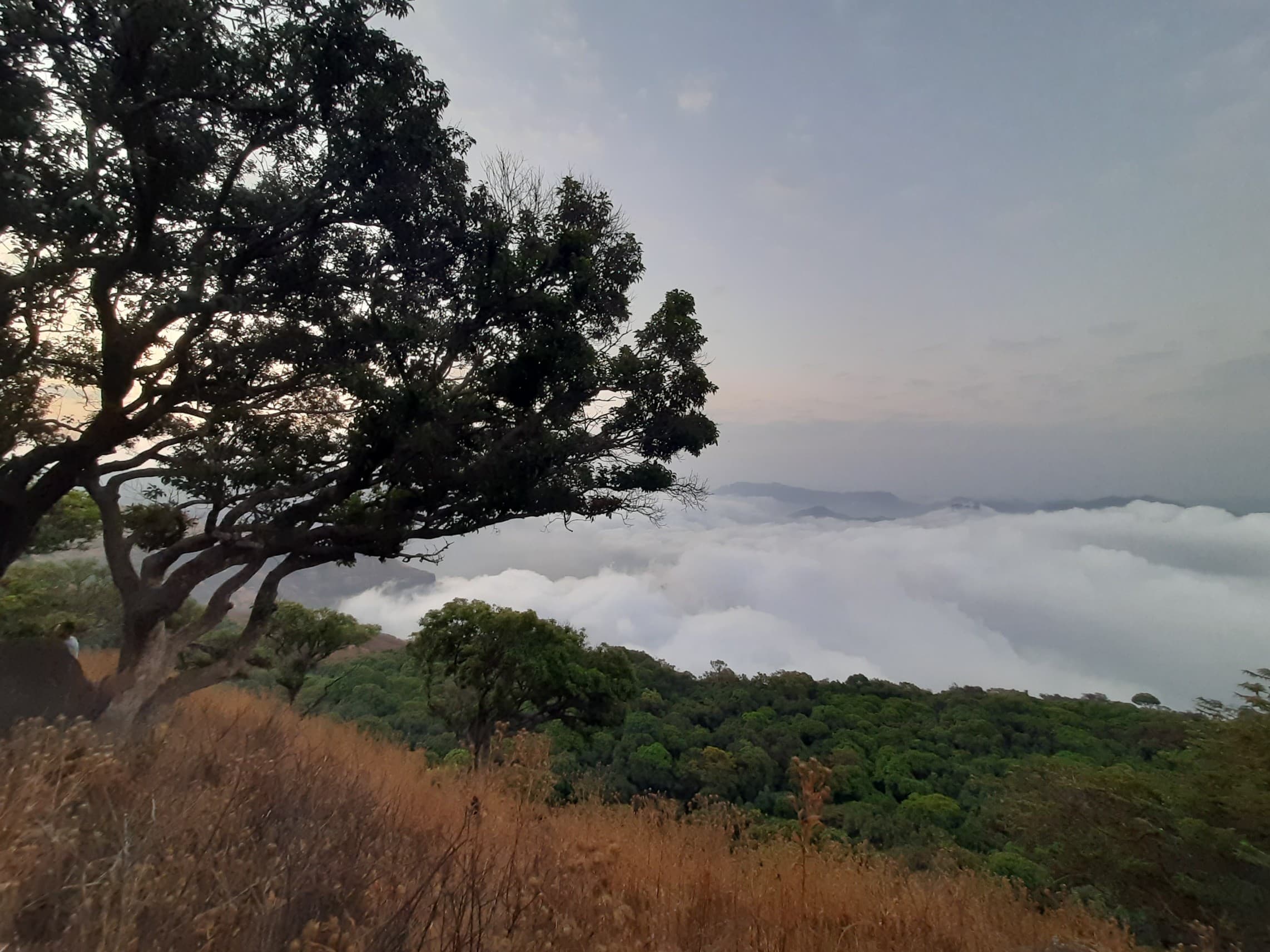 Fireflies Special Harishchandragad Trek 