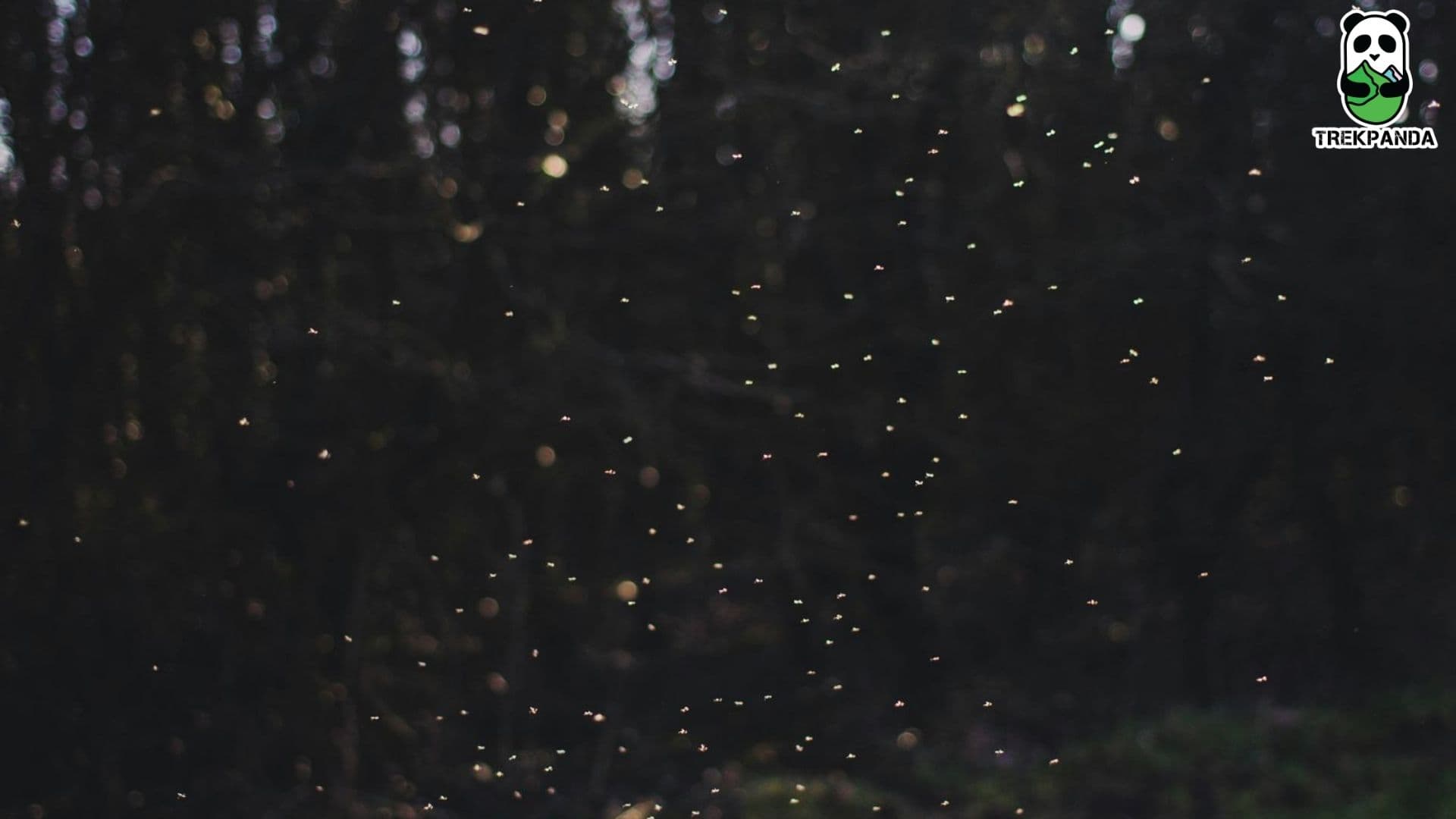 Bhimashankar Fireflies Trek and Camping