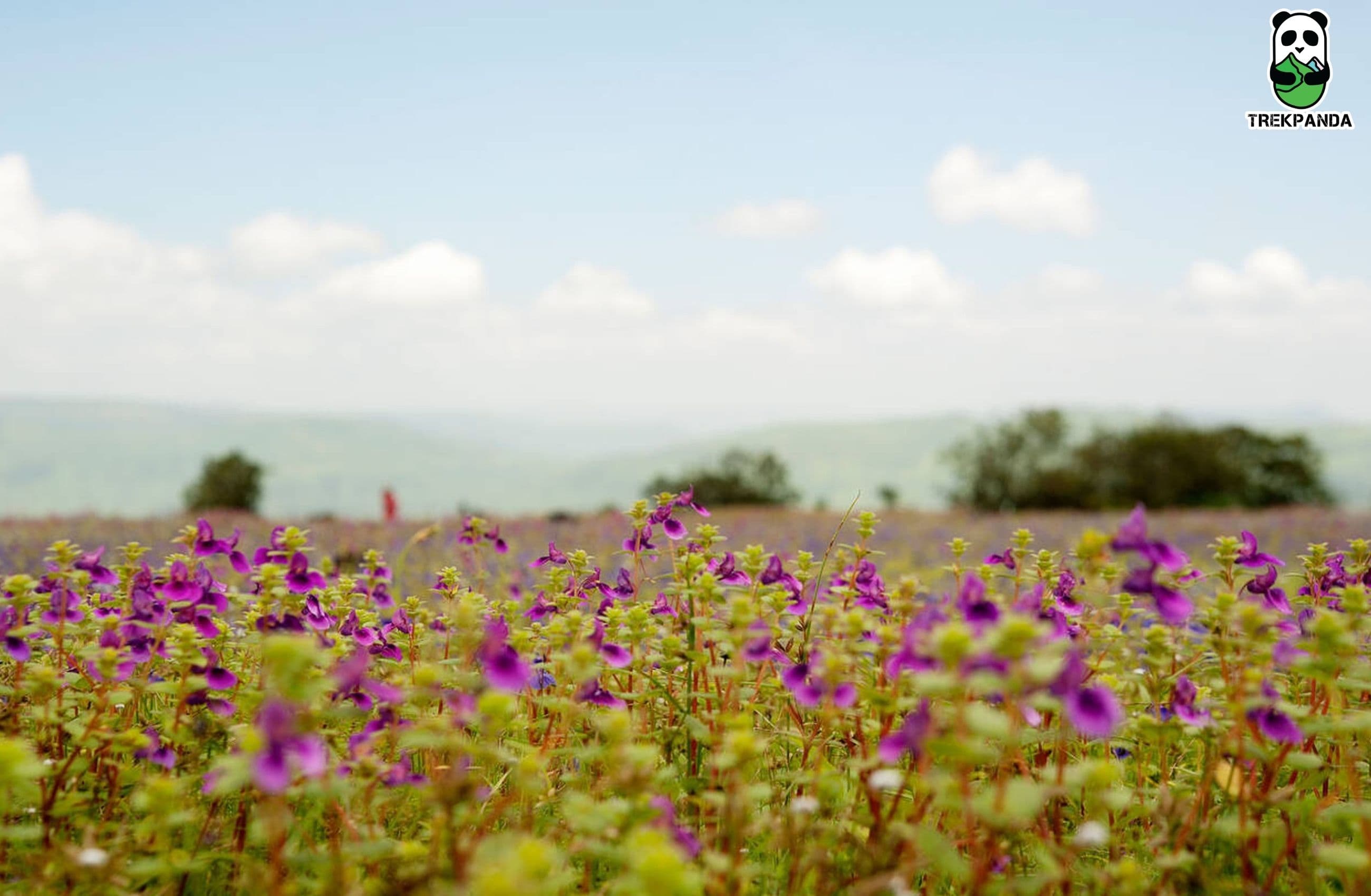 Kaas Plateau with Sajjangad