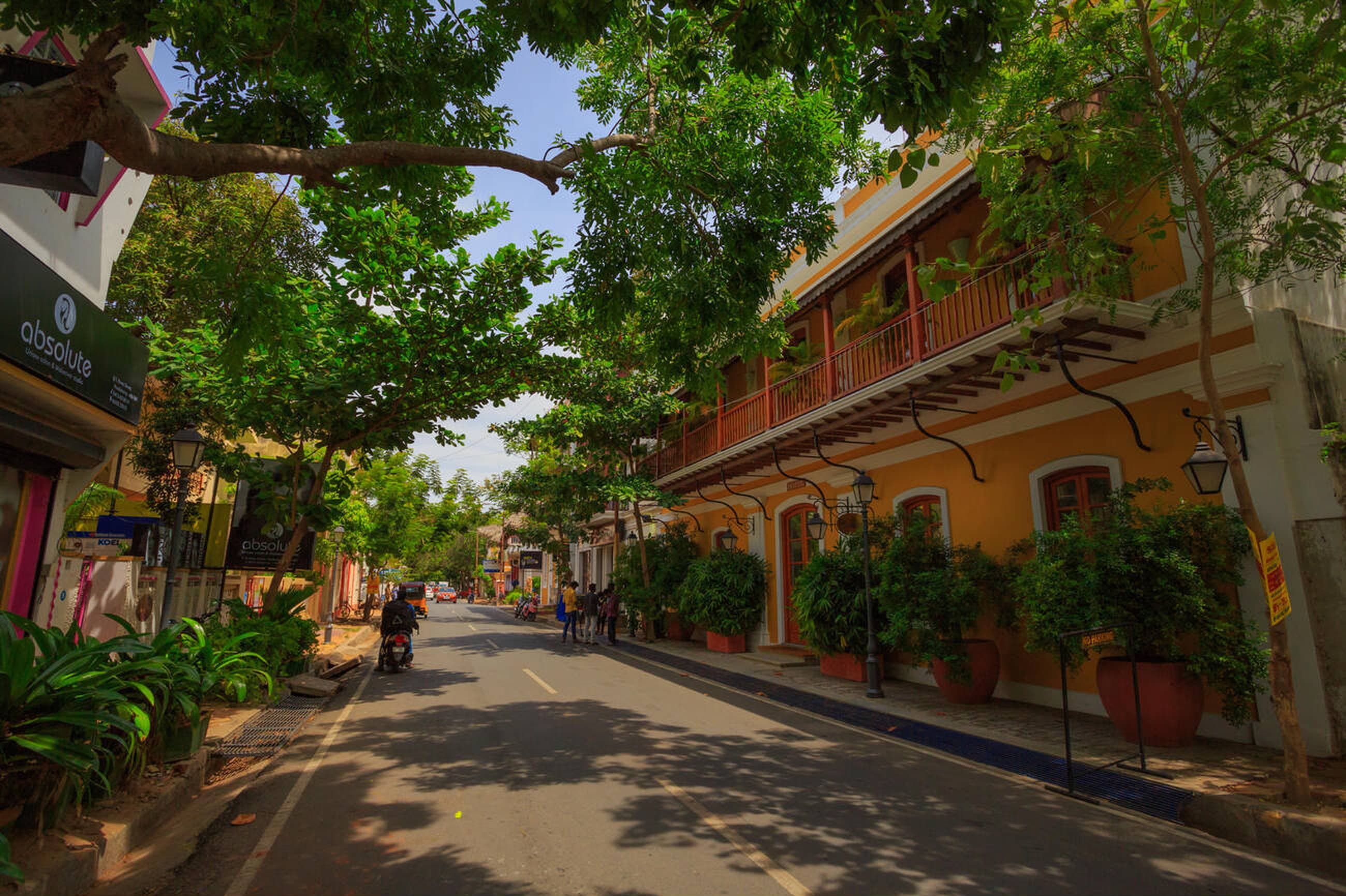 Trees Pondicherry