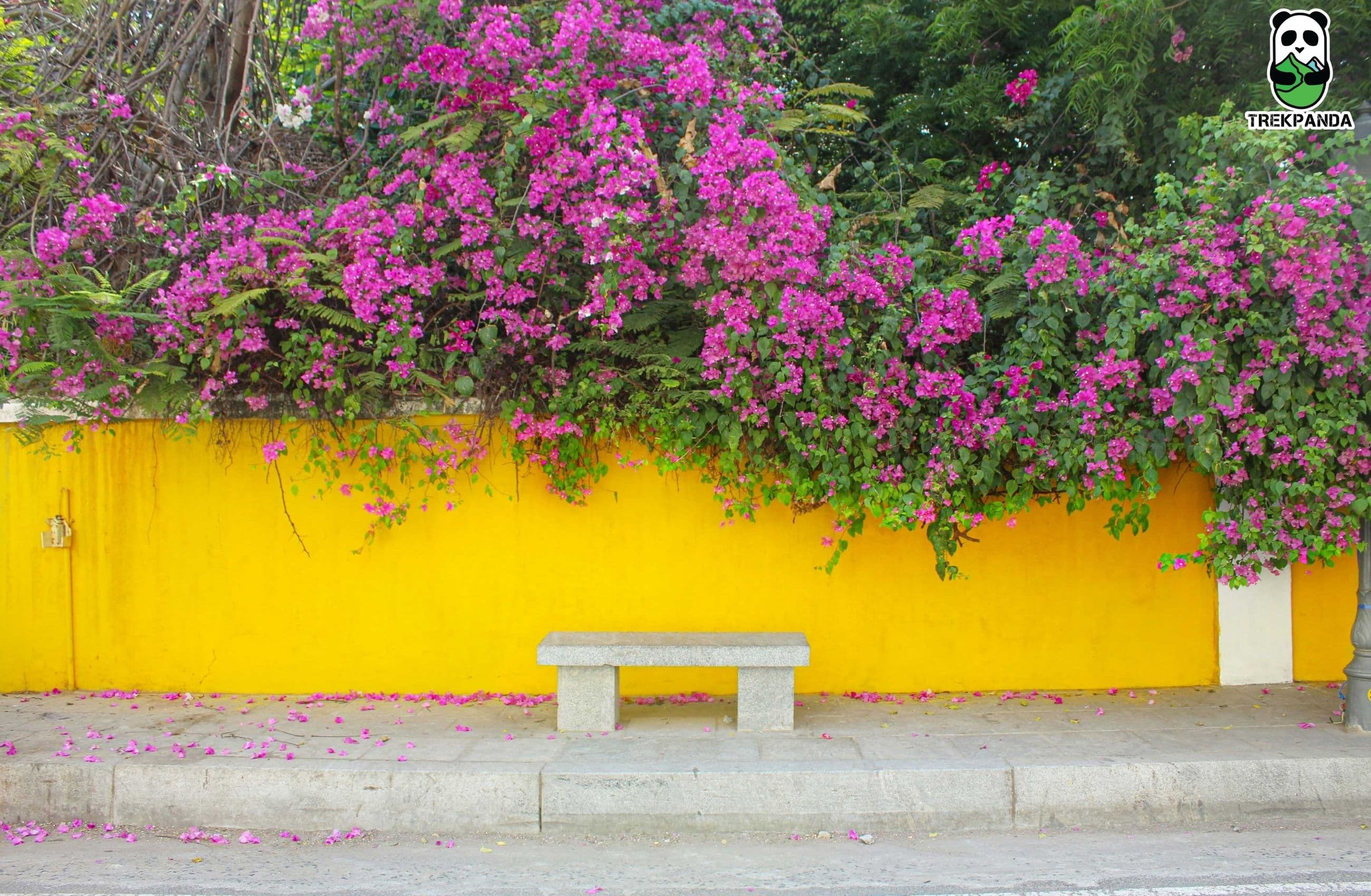 Pondicherry Flower Road