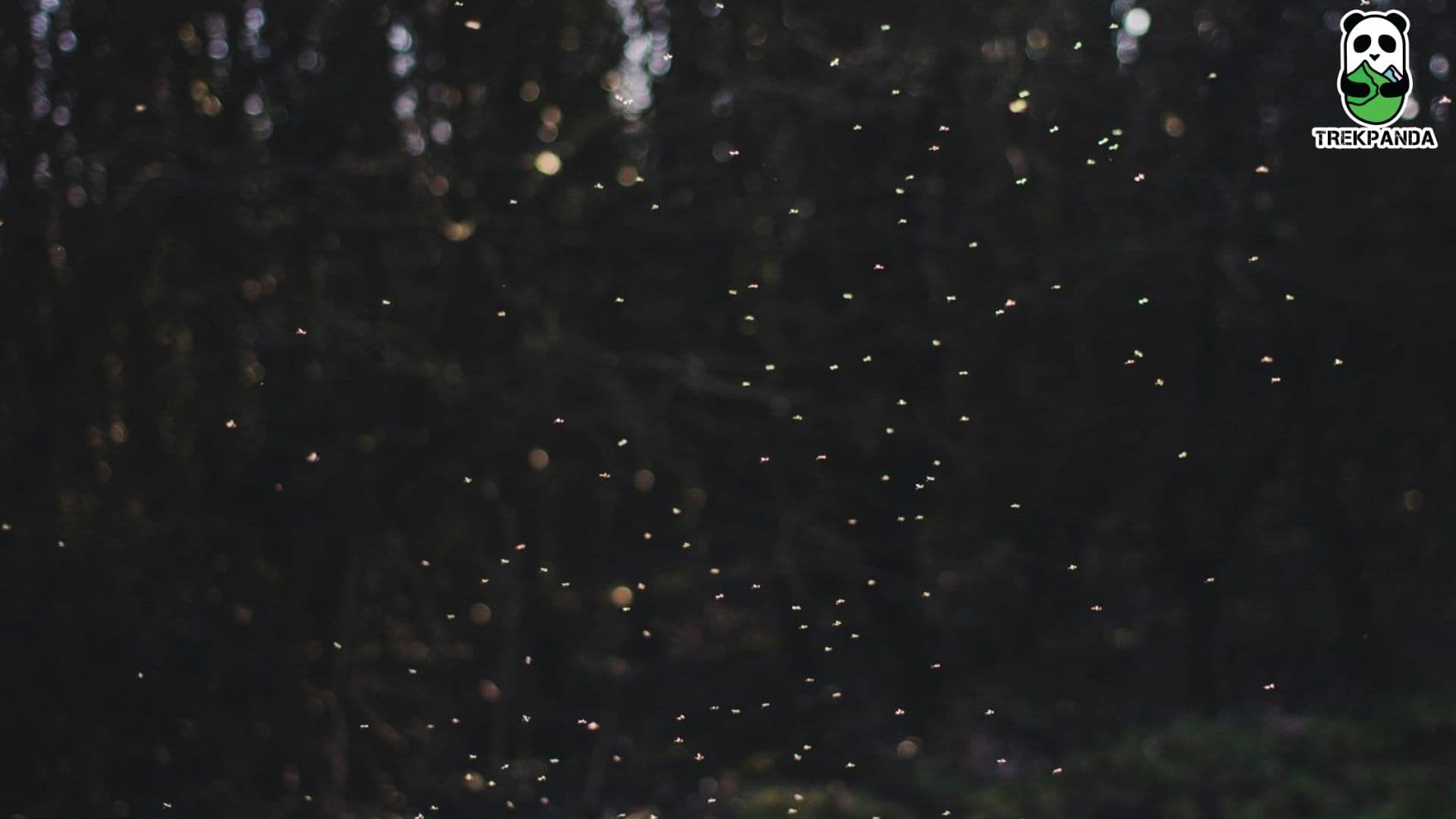 Rajmachi Fireflies