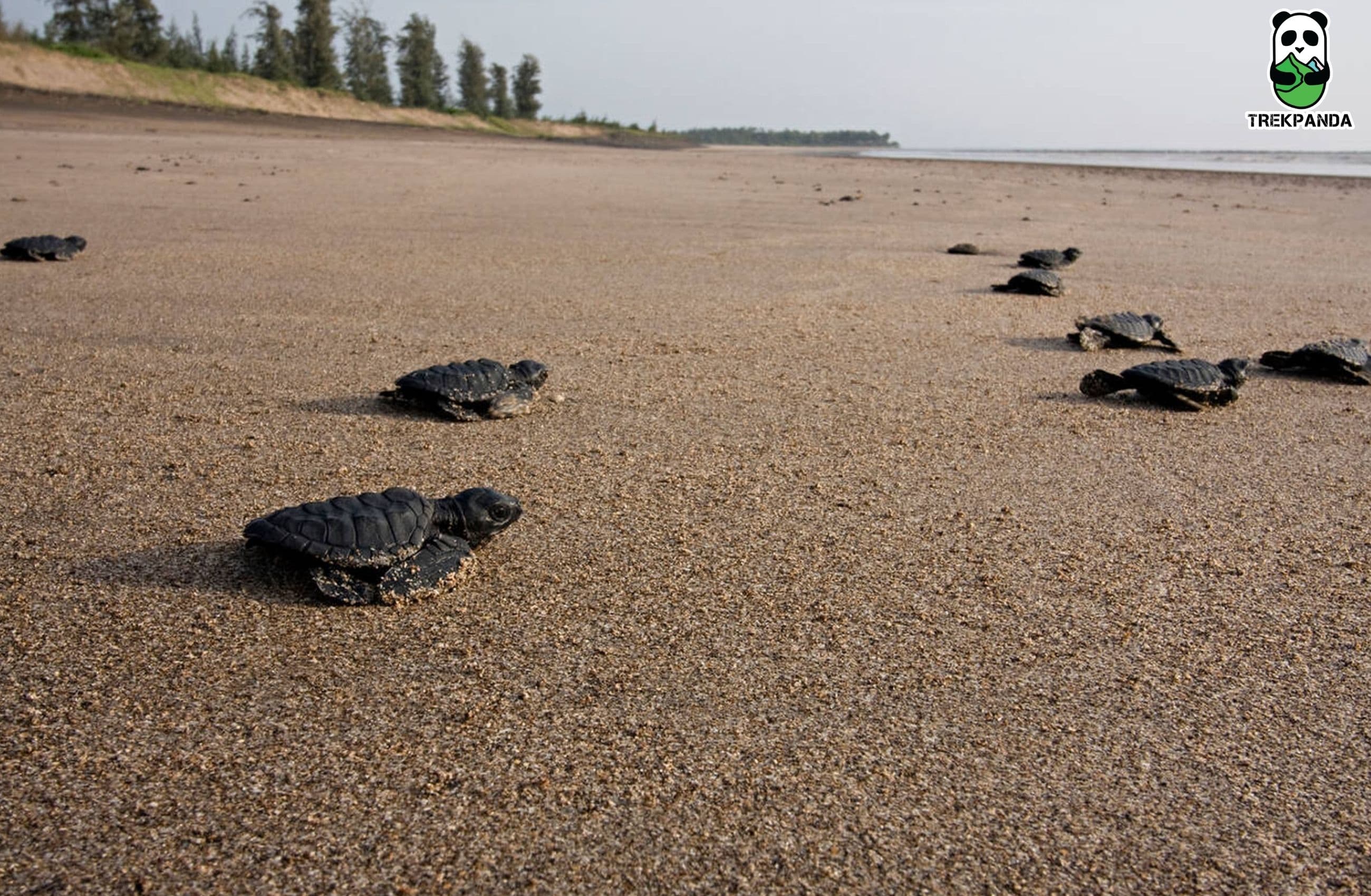 Velas Beach With Turtle